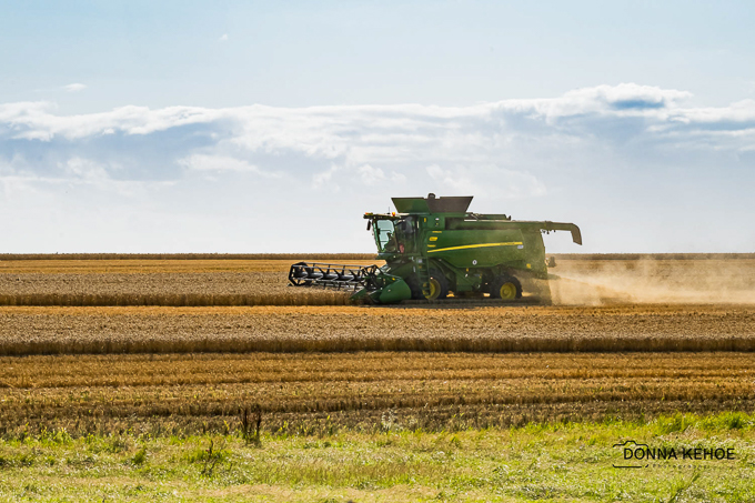 Harvest at Hook Head